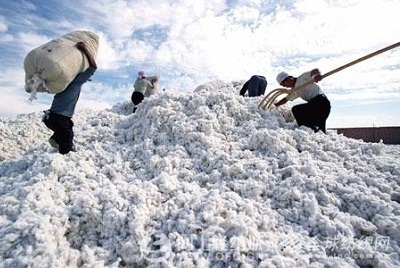 临时收储政策为棉花产业撑起“保护伞”